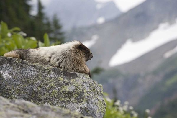 WA, Cascade Pass Marmot sitting on rock